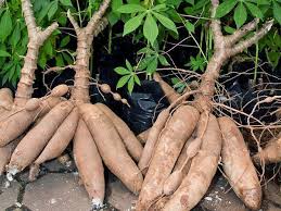 Farm Fresh Cassava