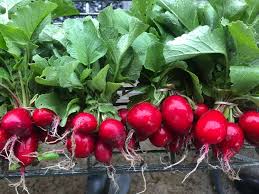 Fresh Organic Radishes