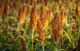 Freshly Harvested Sorghum