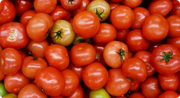 Fresh Tomatoes
