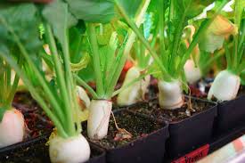 Fresh Organic Turnips